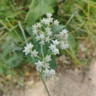 Parthenium integrifolium — flower