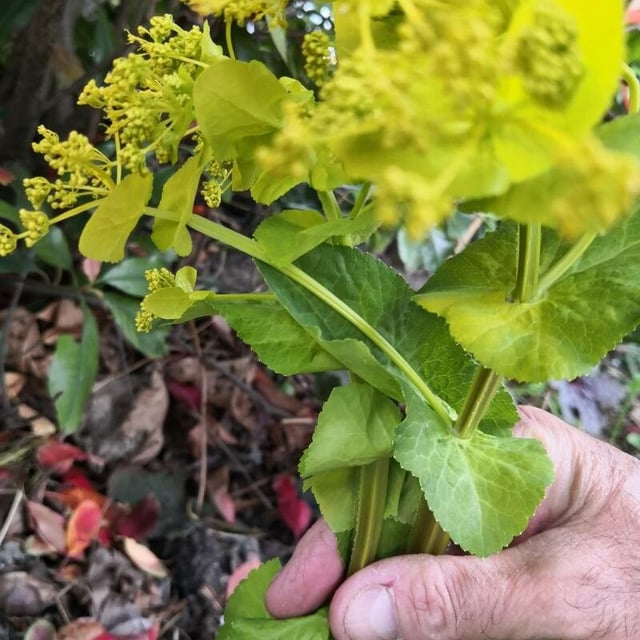 Smyrnium perfoliatum — flower