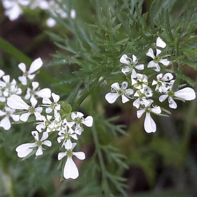 Scandix pecten-veneris — flower