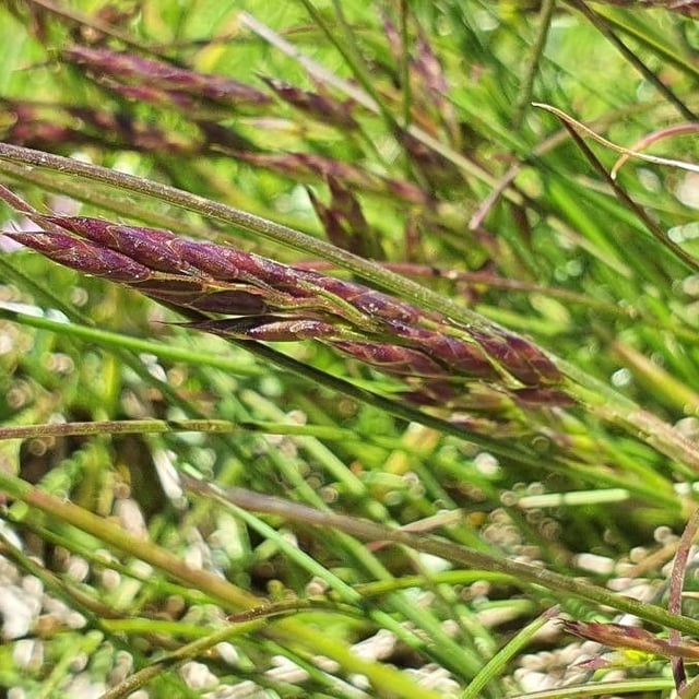 Agrostis rupestris — flower