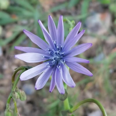 Lactuca perennis — flower