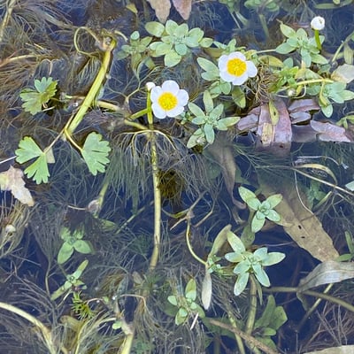 Ranunculus aquatilis — flower