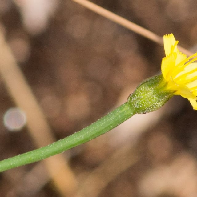Arnoseris minima — flower