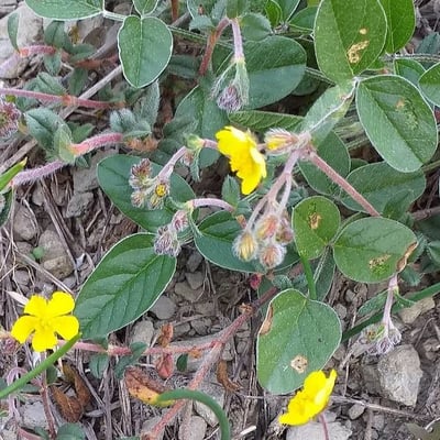 Potentilla tabernaemontani — flower