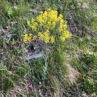 Isatis tinctoria — flower