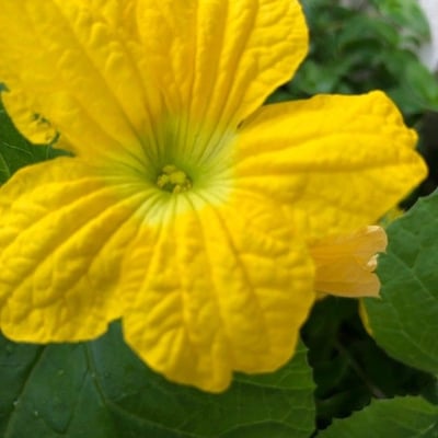 Cucumis melo — flower