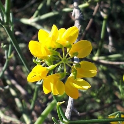 Coronilla juncea — flower