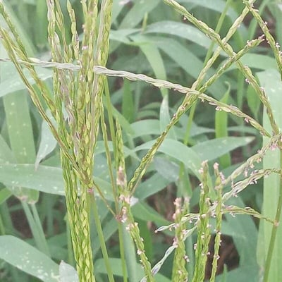 Digitaria ciliaris — flower