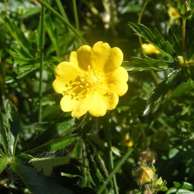Potentilla heptaphylla — flower