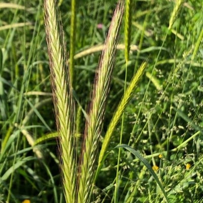 Hordeum bulbosum — flower