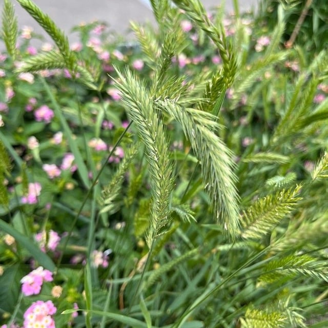 Hordeum pusillum — flower