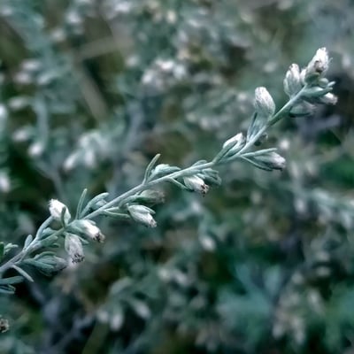 Artemisia frigida — flower