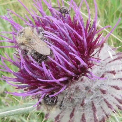 Cirsium eriophorum — flower