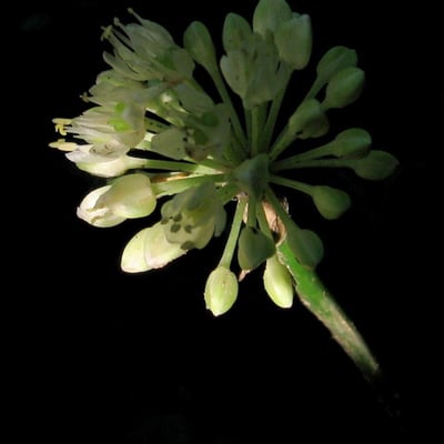 Allium tricoccum — flower