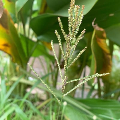 Paspalum paniculatum — flower