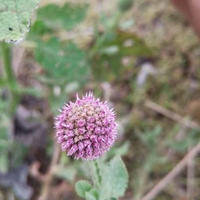 Sphaeranthus indicus — flower