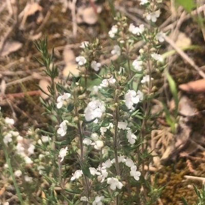 Thymus zygis — flower
