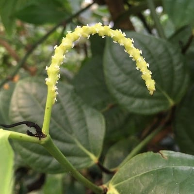 Piper nigrum — flower