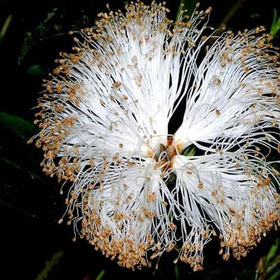 Pseudobombax septenatum — flower