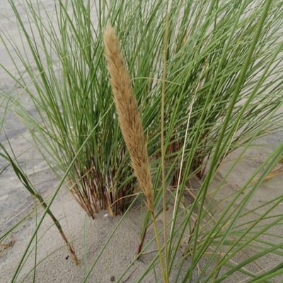 Ammophila arenaria — flower