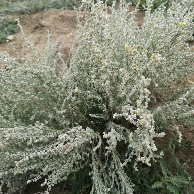 Artemisia frigida — flower