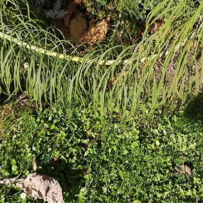 Thelesperma filifolium — leaf