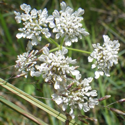 Oenanthe peucedanifolia — flower