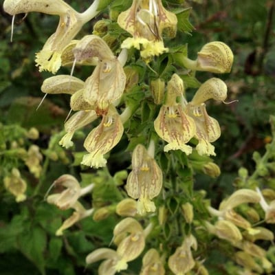 Salvia glutinosa — flower