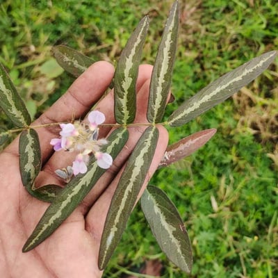 Uraria picta — leaf