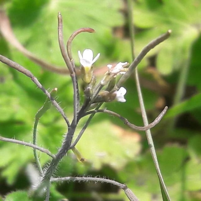Arabidopsis thaliana — flower