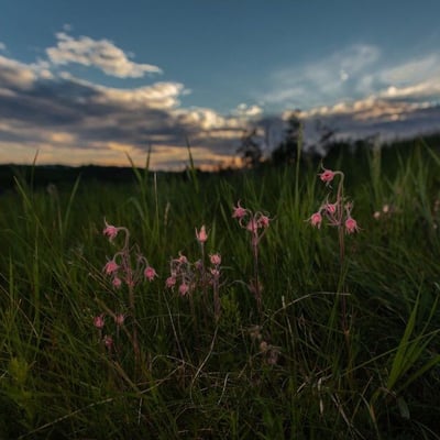 Geum triflorum — flower