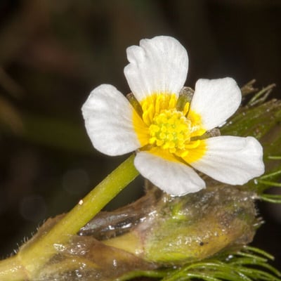 Ranunculus circinatus — flower