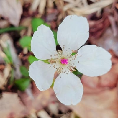 Rubus trivialis — flower