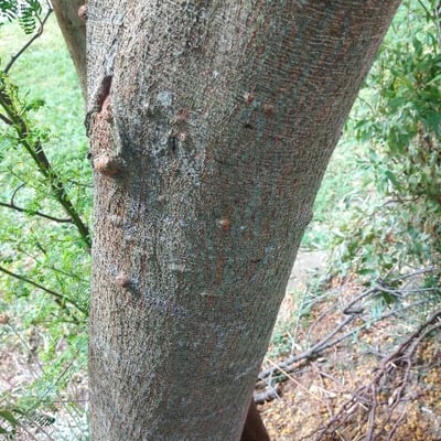 Vachellia seyal — bark