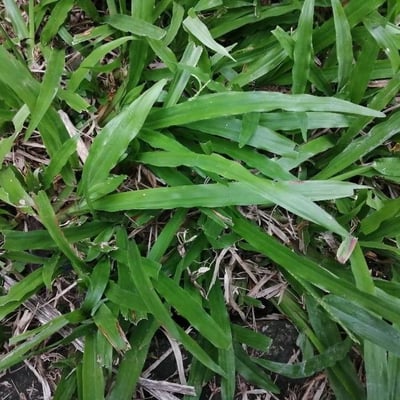 Paspalum conjugatum — leaf