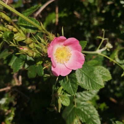 Rosa sherardii — flower