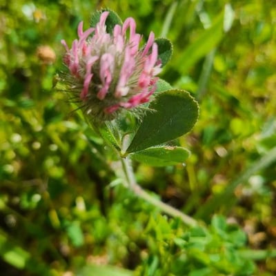Trifolium hirtum — flower
