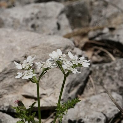 Tordylium apulum — flower