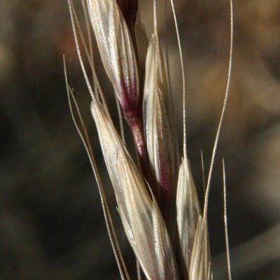 Elymus caninus — flower