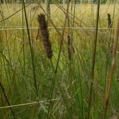 Alopecurus arundinaceus — flower