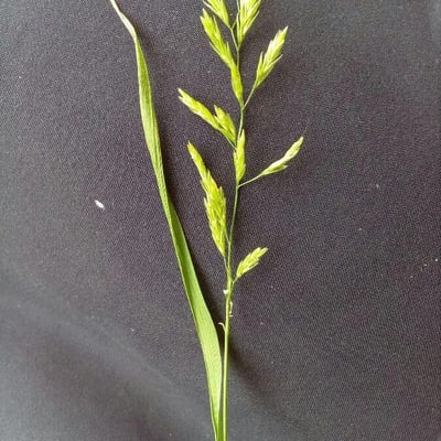 Festuca pratensis — flower