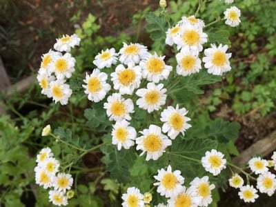 Feverfew
