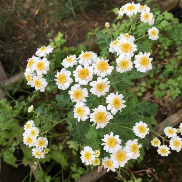 Feverfew