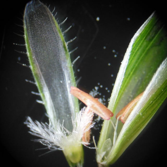 Bromus commutatus — flower