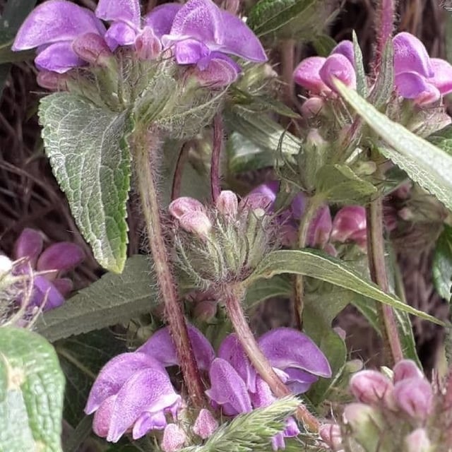Phlomis herba-venti — flower