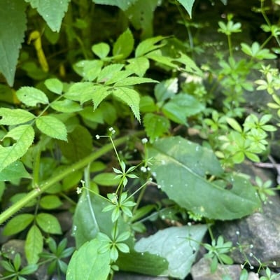 Galium triflorum — flower