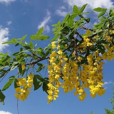 Laburnum alpinum — flower
