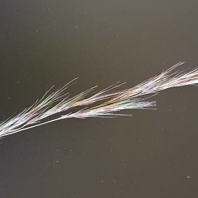 Aristida adscensionis — flower