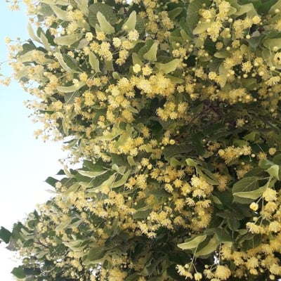 Tilia platyphyllos — flower