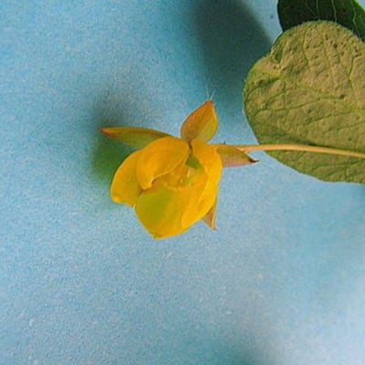 Chamaecrista rotundifolia — flower
